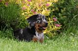 BEAUCERON - PUPPIES 234